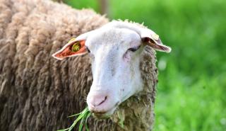 Ευλογιά των αιγοπροβάτων: Κοινό μέτωπο κυβέρνησης και Περιφερειών