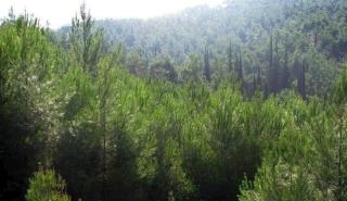 ΥΠΕΝ: Κονδύλια ύψους 750 εκατ. ευρώ για την προστασία του δασικού πλούτου της χώρας