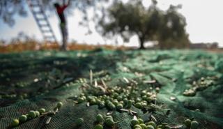 Η Αναπτυξιακή Μεσσηνίας Α.Ε Ο.Τ.Α και ο Δήμος Πύλου Νέστορος για το εξαιρετικό παρθένο ελαιόλαδο