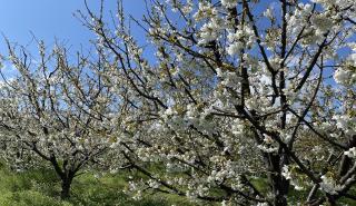 Ανθισμένες κερασιές Πιερίας: Τα sakura trees της Ελλάδας μάγεψαν τους επισκέπτες