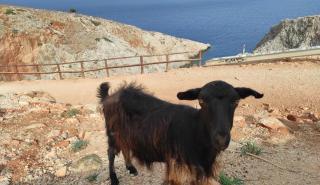 Βρέχει καλές ειδήσεις υπό τη σκιά του ΟΠΕΚΕΠΕ - Ερωτήματα μεταξύ κρητικών Προέδρων κομμάτων - Ανεβαίνει η Ζωή