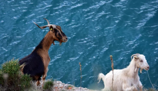 Πολιτικό σπριντ για τις εντυπώσεις, με ΟΠΕΚΕΠΕ - Τι λέει η Άννα για το παρών του ΠΑΣΟΚ