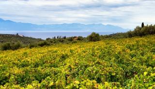 «Μνήμη και καρπός: η σταφίδα στη Μεσσηνιακή ιστορία» - Εκδήλωση από Αναπτυξιακή Μεσσηνίας