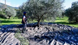 Ελαιόλαδο: Γιατί αναβλήθηκαν οι δηλώσεις συγκομιδής - Πότε ανοίγει το Μητρώο
