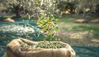 Οι αλλοδαποί υψηλό μεροκάματο, οι Έλληνες καφενείο: Ποιος θα μαζέψει τις ελιές;