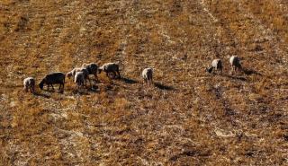 Ευλογιά αιγοπροβάτων: Πάνω από 20.000 ζώα θανατώθηκαν στις Σέρρες το τελευταίο τρίμηνο