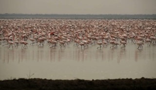 Ισπανία: Τα φλαμίνγκο ξεχειμωνιάζουν στους ανδαλουσιανούς υγρότοπους