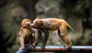 Επιστήμονες εκτιμούν ότι το πρώτο φιλί δόθηκε πριν 20 εκατομμύρια χρόνια