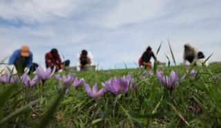 Kοζάνη: Χαμηλές και φέτος οι προσδοκίες για την φετινή παραγωγή κρόκου