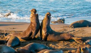 Ανταρκτική: Ο πληθυσμός των θαλάσσιων ελεφάντων αποδεκατίστηκε από τη γρίπη των πτηνών