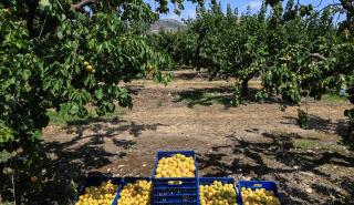 Η βίαιη ενηλικίωση του Κάμπου: Το τέλος του μικροκαλλιεργητή και η επέλαση των «Big Ag»…