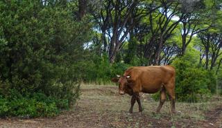 Πώς δεν θα έχουμε ξανά μπλόκα (II): Άμεση ανάγκη για στήριξη στις μικρές αγορές