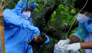 Συναγερμός στην Ασία από την επανεμφάνιση του ιού Nipah - Τι πρέπει να γνωρίζουμε