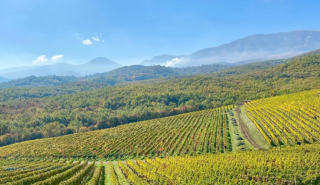 Νάουσα: Ένα γευστικό ταξίδι στην πόλη του κρασιού