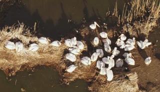 Πρέσπες: Έρευνα για τα αίτια που προκάλεσαν τον θάνατο 2300 αργυροεπελεκάνων από τη γρίπη των πτηνών το 2022