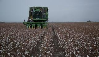 Στο επίκεντρο η επόμενη μέρα του ελληνικού βαμβακιού