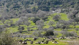 Λέσβος: Καθολικό lockdown στα κτηνοτροφικά προϊόντα μετά το κρούσμα αφθώδους πυρετού