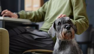 Πρόστιμα από την Επ. Ανταγωνισμού σε επιχειρήσεις προμήθειας ζωοτροφών για ζώα συντροφιάς