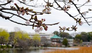 Ένας ξυλοκόπος κουνάει την κερασιά - Ξέρουμε τι πρέπει να κάνουμε λέει ο Πιερρ - Ποιες βελόνες κουνήθηκαν τον Μάρτιο