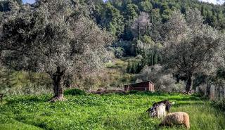 Παρατείνονται έως τις 15/4 τα προληπτικά μέτρα για την ευλογιά των αιγοπροβάτων στην Κρήτη