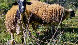 Ευλογιά αιγοπροβάτων: 2.152 νέα κρούσματα - Στις 486.666 οι θανατώσεις