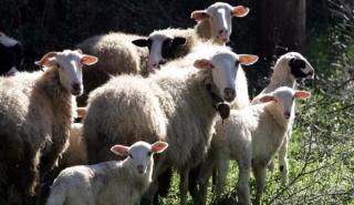Ευλογιά αιγοπροβάτων: Πάνω από 60.000 αστυνομικοί έλεγχοι και 109 συλλήψεις από τον Οκτώβριο