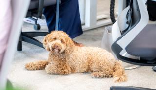Έρευνα Mars: Το 64% των Ελλήνων θα άλλαζε δουλειά για χάρη του κατοικίδιού του
