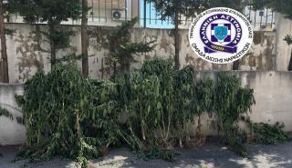 Θεσσαλονίκη: Καλλιεργούσε 26 δενδρύλλια κάνναβης σε δωμάτιο σπιτιού και σε εγκαταλελειμμένο ποιμνιοστάσιο