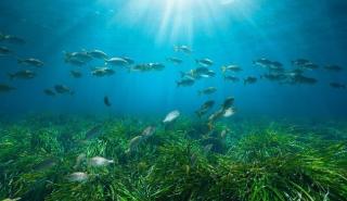 Posidonia Project: Μια νέα εποχή για την προστασία των λιβαδιών Ποσειδωνίας στην Ελλάδα