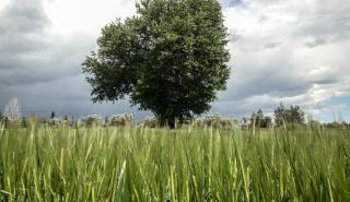 Όταν ακόμη και η Συρία έγινε αυτάρκης, ποιο το μέλλον της ελληνικής σιτοκαλλιέργειας;