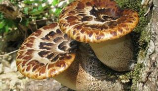 Οι Βρυξέλλες εγκαινιάζουν το μεγαλύτερο εργοστάσιο συσκευασίας από μύκητες στην Ευρώπη