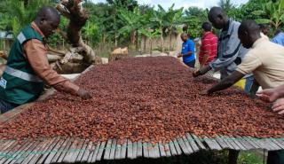 Κακάο: Οι Αφρικανοί παραγωγοί αντιμέτωποι με την πείνα ενώ οι Big Chocolate θησαυρίζουν