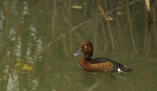 Νέα ζωή στη λίμνη Στυμφαλία δίνει η Τράπεζα Πειραιώς