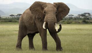 Ο πρόεδρος της Μποτσουάνα απειλεί να στείλει 20.000 ελέφαντες στη Γερμανία