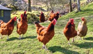 ΗΠΑ - CDC: «Μην αγκαλιάζετε τις κότες σας»