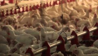 ΕΦΕΤ: Ανακαλούνται φιλετίνια κοτόπουλου λόγω σαλμονέλας