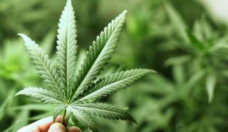 Τραμπ: Αναμένεται να χαλαρώσει άμεσα το ρυθμιστικό πλαίσιο για τη μαριχουάνα