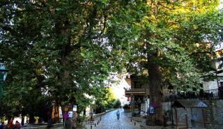 Καθημερινά δρομολόγια τουριστικών αμαξοστοιχιών Πηλίου και τον Σεπτέμβριο