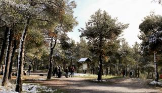 Πυρκαγιά στο Σέιχ Σου, στο ύψος της Τριανδρίας - Στο σημείο ισχυρές πυροσβεστικές δυνάμεις