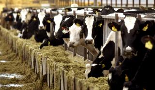 Εντοπίστηκε για πρώτη φορά στην Ευρώπη θανατηφόρα νόσος που πλήττει τα βοοειδή