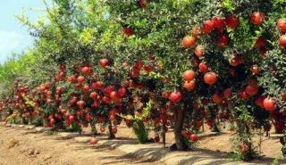 Η δύναμη των ροδιών: Πλούσια σε αντιοξειδωτικά και ευεργετικά για τον οργανισμό