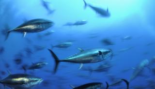 WWF: Το ΠΔ για τη Γυάρο διασφαλίζει τη μόνιμη προστασία της Θαλάσσιας Προστατευόμενης Περιοχής