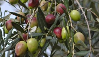 Με 5 εκατ. ξεκινά η αποκωδικοποίηση του DNA της ελιάς