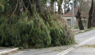 Θεσσαλία: 253 κλήσεις στην Πυροσβεστική λόγω ισχυρών ανέμων
