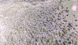 Αναδάσωση από τον ΤΑΡ στη Βόρεια Ελλάδα