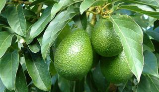 Γιατί δεν πρέπει να πετάμε τη φλούδα του αβοκάντο