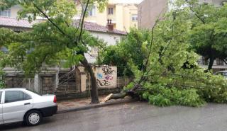 Κακοκαιρία «Ελπίδα»: Αποζημιώσεις για ζημιές από πτώσεις δέντρων σε Ζωγράφου και Βριλήσια
