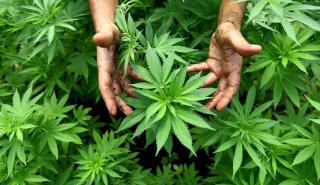 Δενδρύλλια κάνναβης καλλιεργούσαν δύο άτομα σε αγροτική περιοχή της Ημαθίας