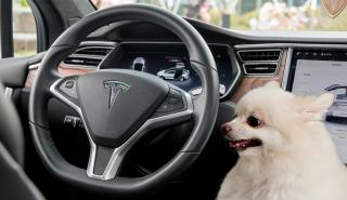 Το Tesla «Dog Mode» προστατεύει τους σκύλους! (vid)