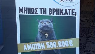 Kυνήγι σε όλη την Ελλάδα για μία γάτα με αμοιβή 500.000 ευρώ